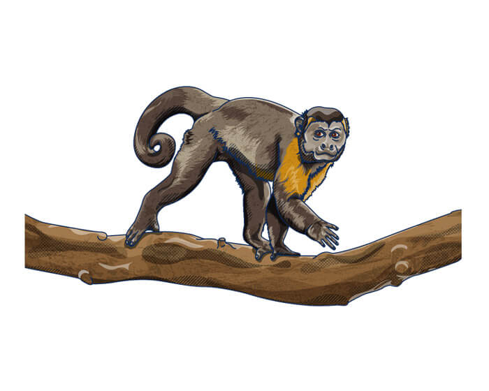 Mono negro, cachón, maicero