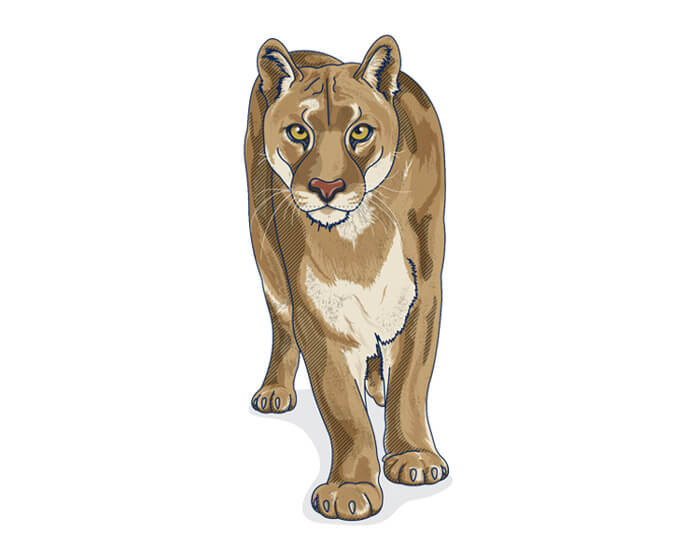 Puma, león colorado