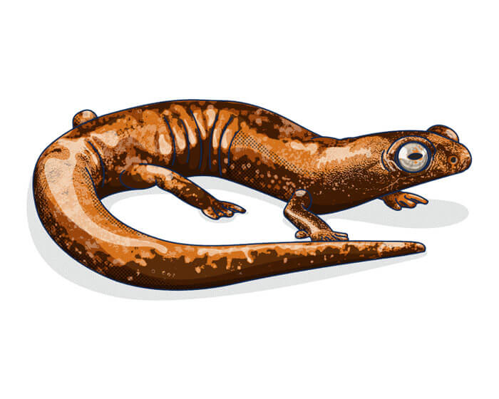 Salamandra